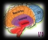 - Cerebro Ejecutivo- cognitivo: la base de su formación es el Cerebro Emocional; aquí se encuentran los lóbulos Pre frontales; conduce nuestras actividades cognitivas- ejecutivas y es responsable de