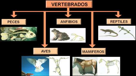 TEMA 3 Los animales vertebrados Animales que tienen columna vertebral, que forma parte de un esqueleto interno o endoesqueleto.