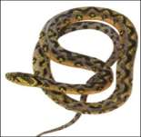 Algunas serpientes son ovovivíparas, el huevo se desarrolla en el interior de la hembra.
