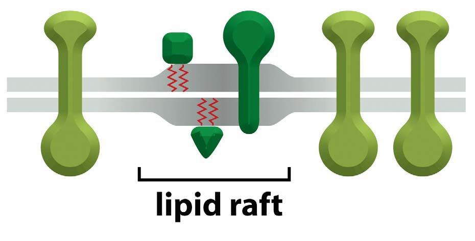 Balsas Lipídicas La membranas poseen regiones de mosaico fluido y zonas con microdominios transitorios o balsas lipídicas (lipid rafts).