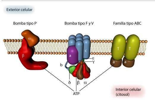 Transporte activo: 3 Clases de Bombas dirigidas por ATP Bombas tipo P: Relacionadas con proteínas transmembrana.