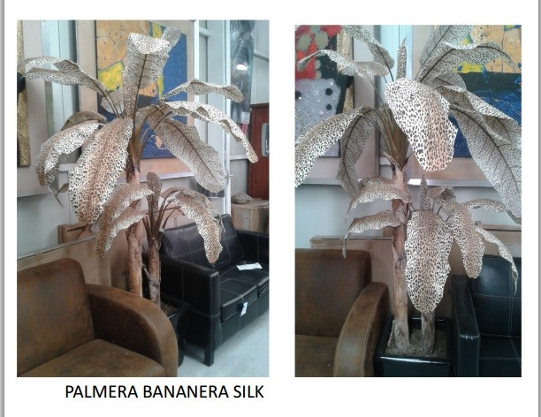 Palma bananera fina tigre Clave : palma bananera Pbn 0018 Palmera cocotera doble fina