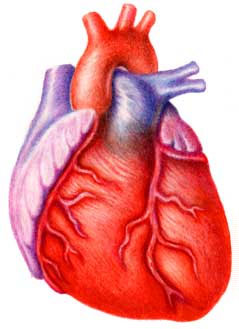 Si las arterias están demasiado estrechas para permitir un flujo sanguíneo adecuado, éstas se pueden abrir mediante una angioplastía.