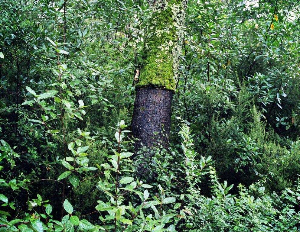 HÁBITATS En el Parque Natural del Montseny podemos encontrar los siguientes tipos de hábitats: Alcornocales de Quercus suber Encinares de Quercus ilex y Quercus rotundifolia Bosques aluviales de