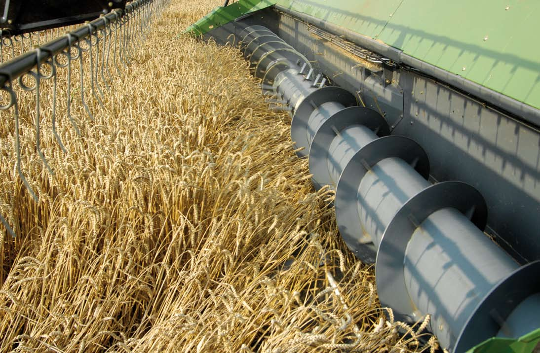 Potencia óptima, también en el grano almacenado El sinfín de colza hace posible la entrada homogénea del producto de cosecha.