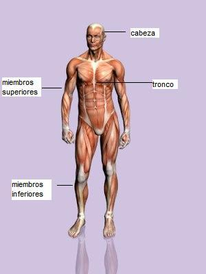Como zonas o partes del cuerpo podemos nombrar: Cabeza Cuello Tronco Miembros superiores (brazo, antebrazo, mano) Miembros inferiores (muslo, pierna, pie) - Mencionaremos solamente los músculos más