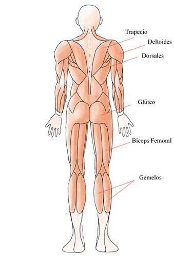 En los miembros inferiores: En la pelvis, parte posterior encontramos los Glúteos, principales extensores de cadera.