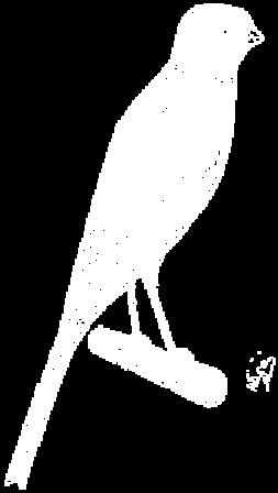 Talla: 16 cm. Cabeza: Corta y ancha, aplastada por arriba, frente abombada y prominente, el cráneo sale por detrás y forma un codo con el cuello. Con pico proporcionado.