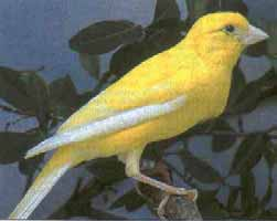 Los defectos más importantes que se pueden encontrar en estos canarios, son los que a continuación se detallan: TALLA Pájaro muy grande. Superior a 11,5 cms.