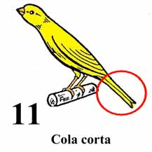 computo del concepto alas y cola" 10.- Cola.