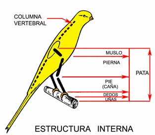 ANATOMÍA EN GENERAL El Llarguet Español es un canario cuya anatomía esta conformada por una estructura interna y una estructura externa, ambas con características especificas muy peculiares.