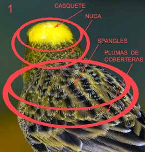 LIZARD DORADO CON CASQUETE COMPLETO Estudio 1º (sobre fotografía) En esta primera parte vamos a realizar un estudio de las virtudes y defectos de un Lizard dorado con casquete completo, sobre