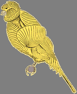 Manto: Voluminoso, con abundantes plumas rizadas, simétricas, que partiendo de la línea dorsal caen a ambos lados de la espalda formando un MANTO voluminoso.