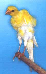 PLUMAJE Rizos en el vientre, plumas de gallo, presencia de vibrisas en el pecho, apreciación de rizos en zonas lisas.