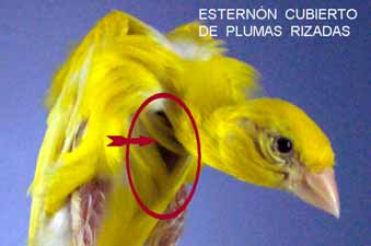 - Ausencia de plumas lisas en el abdomen, forman Abdomen Abdomen do una continuación del pico del esternón. descubierto de cubierto de Defecto nº 14.