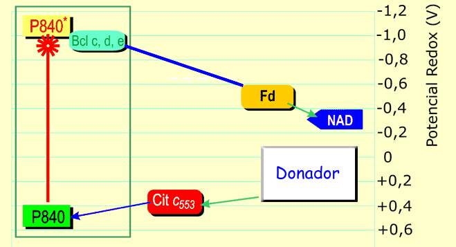 Tema 14 La Fotosíntesis. Javier Corzo 4 NADP oxidoreductasa, que es una enzima de membrana.