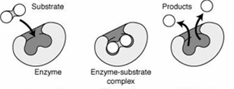 ecanismo de las reacciones catalizadas por enzimas. Cinética de ichaelis-enten E E P E - 2 E enzima sustrato, E complejo enzima sustrato Para deriar una expresión de elocidad.