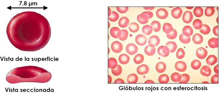 22.5.1. ANATOMÍA Y FISIOLOGÍA DEL ERITROCITO El eritrocito normal maduro es una célula anucleada.