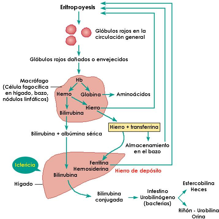 La producción de eritrocitos está regulada principalmente por una hormona llamada eritropoyetina (EPO).