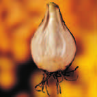 amarilis (Hippeastrum vitatum), un pequeño rizoma de lirio de los valles (Convallaria majalis) o, para entendernos aun mucho mejor, en una cebolla de la cocina (Allium cepa).