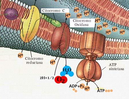 La formación de piruvato ocurre en el citosol, y éstos procesos, tanto el ciclo del ác. cítrico, y la ß oxidación ocurren en el interior de la mitocondria.