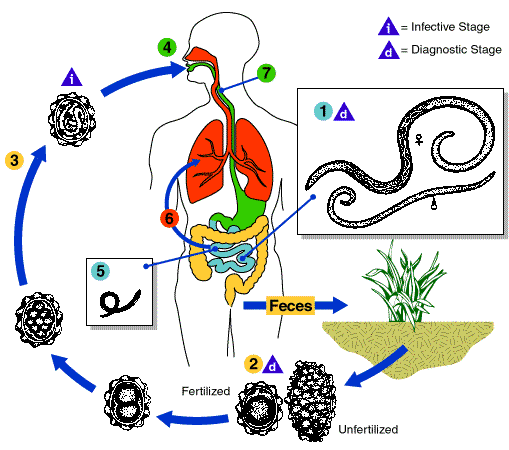 Ciclo biológico Ascaris