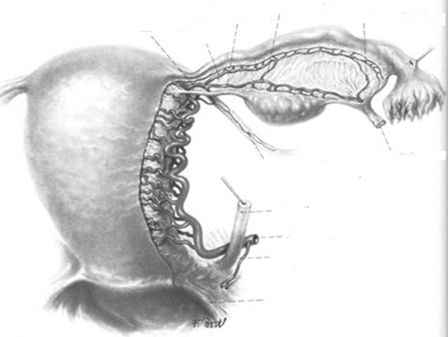 De los medios de fijación del útero: peritoneo, inserción vaginal, y ligamentos rectouterino (úterosacro), redondo y vésicouterinos describa la