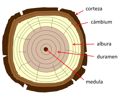 Tronco: El tronco le da la forma al árbol y sirve de soporte para la copa. El tronco transporta agua y nutrientes de la tierra y azúcar de las hojas.
