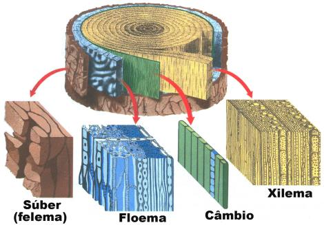 Origina el crecimiento en grosor del tronco formando capas concéntricas de células de madera o xilema, en