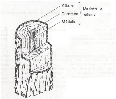 Xilema: Es la parte maderable o leñosa del tronco, se puede distinguir la albura, el duramen y la medula.