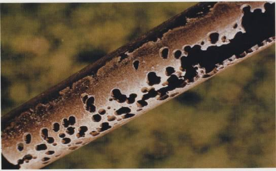 Corrosión Según la Apariencia Corrosión biológica La actividad metabólica de los microorganismos pueden provocar directa o indirectamente un deterioro del metal por procesos de corrosión.