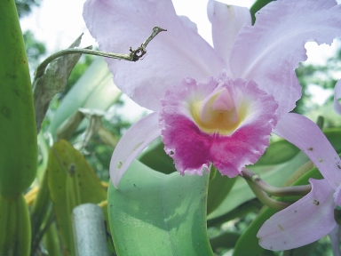 6 Ejemplar de Orquídea (Catleya sp).