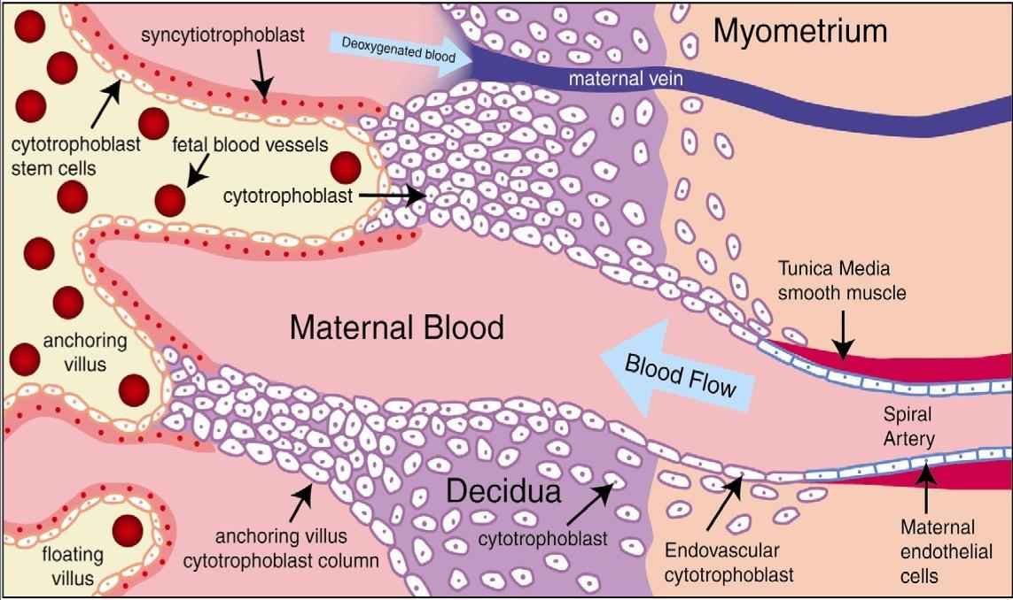 FISIOPATOLOGÍA Perfusión placentaria: 30-60 arterias espirales Placentación: invasión por 2 oleadas de células trofoblásticas extravellosas