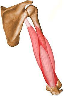 Triceps braquial. Vasto medio: tubérculo infraglenoideo escapula. Vasto interno: 2 tercio posterior del humero.