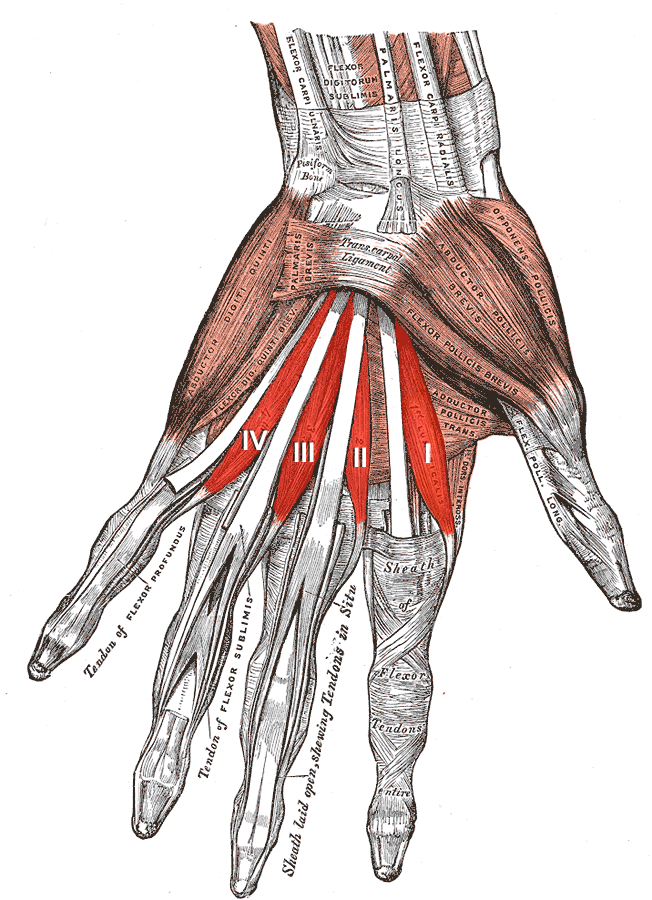 Lumbricales. Cara lateral de los tendones del flexor profundo de los dedos.