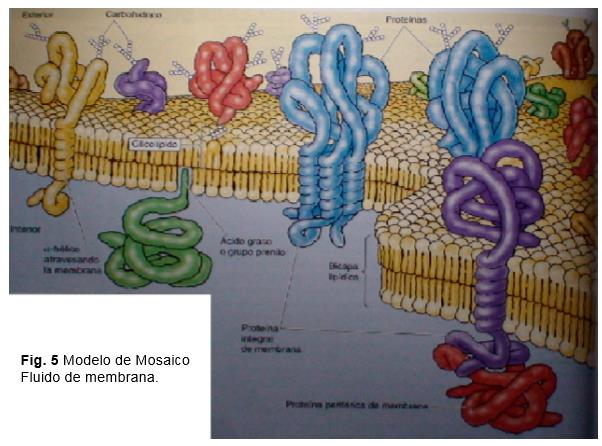 Las proteínas integrales también son conocidas como proteínas transmembrana, con partes expuestas en ambos lados de la membrana.