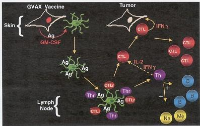 Vacunas a células tumorales GVAX inmunoterapia Células tumorales irradiadas