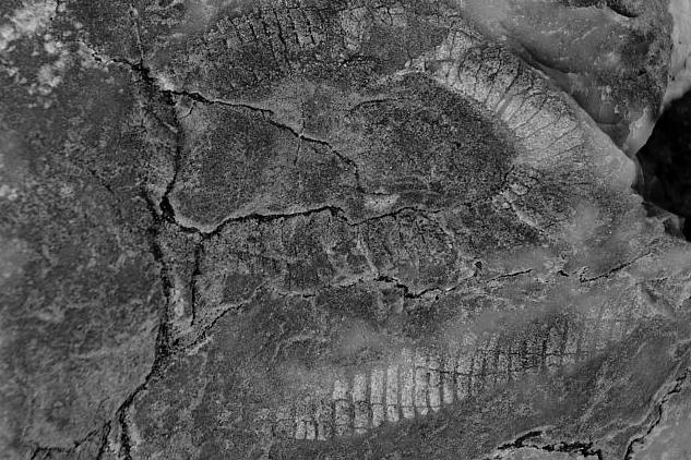 BREVE GEOHISTORIA DE VILLAFRANCA DE LOS BARROS Y SU ENTORNO Imagen 1: fósil de arqueociátido.