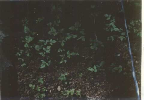 3 Planta enraizandose en platabanda - Brote etiolado: consiste básicamente en el crecimiento de artes vegetativas en la oscuridad, favorece la formación de raíces adventicias en los tejidos del