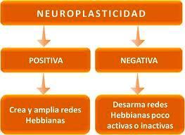 Existen dos tipos de neuroplasticidad: la positiva que crea y amplia redes hebbianas y la negativa que elimina o desarma aquellas poco activas o inactivas.