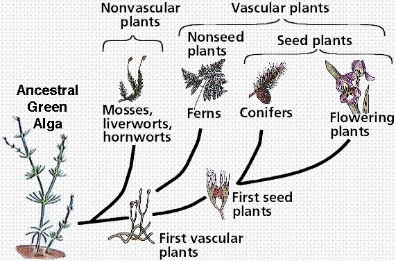 ESQUEMA EVOLUTIVO Plantas no vasculares Plantas sin semillas Plantas vasculares Plantas con