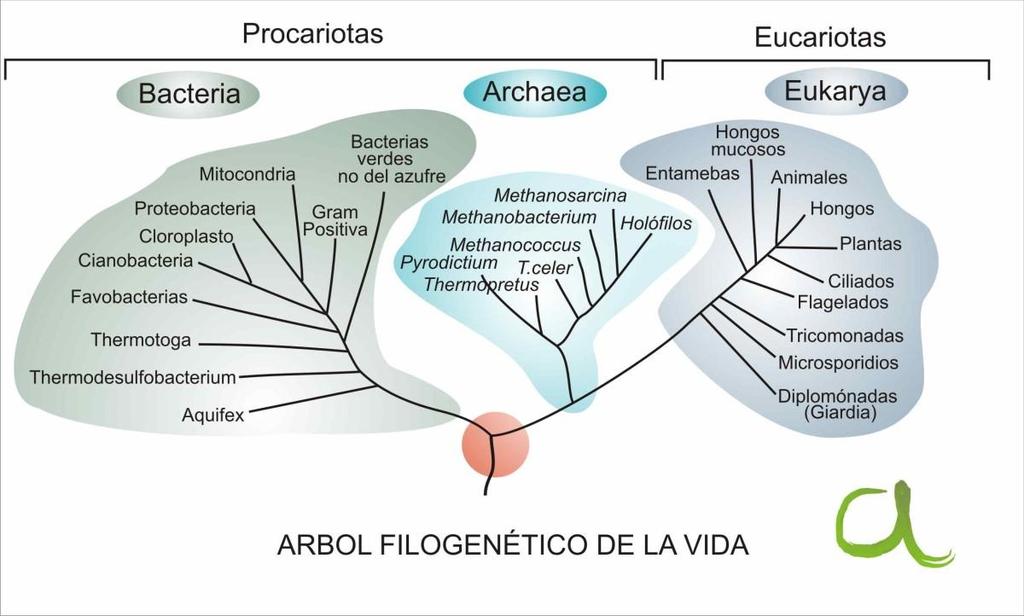 Árbol filogenético de la vida La sistemática es un área de la