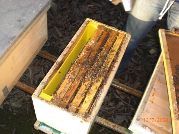 Responsabilidades del apicultor Proveer colmenas según contrato: Número, calidad, fechas No