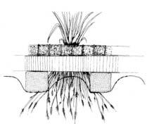 - Herbazal estructurado en fibra de coco con helófitos: Iris pseudacorus, Scirpus