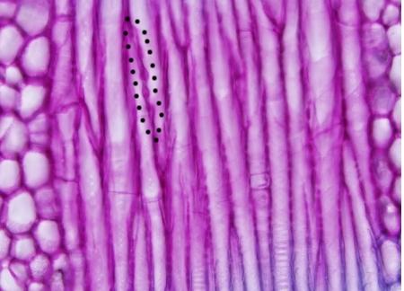 cortes transversales de dicotiledónea podemos observar metafloema formado por tubos cribosos acompañados por sus células anexas pero, contrariamente a lo que ocurre en monocotiledóneas, entre estos