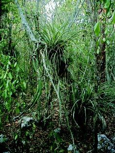 4.3. Estado de los ecosistemas terrestres de los cayos LEDA MENÉNDEZ Y JOSÉ MANUEL GUZMÁN La vegetación del Archipiélago Sabana-Camagüey (ASC) es variada, con bosques, matorrales, complejos de