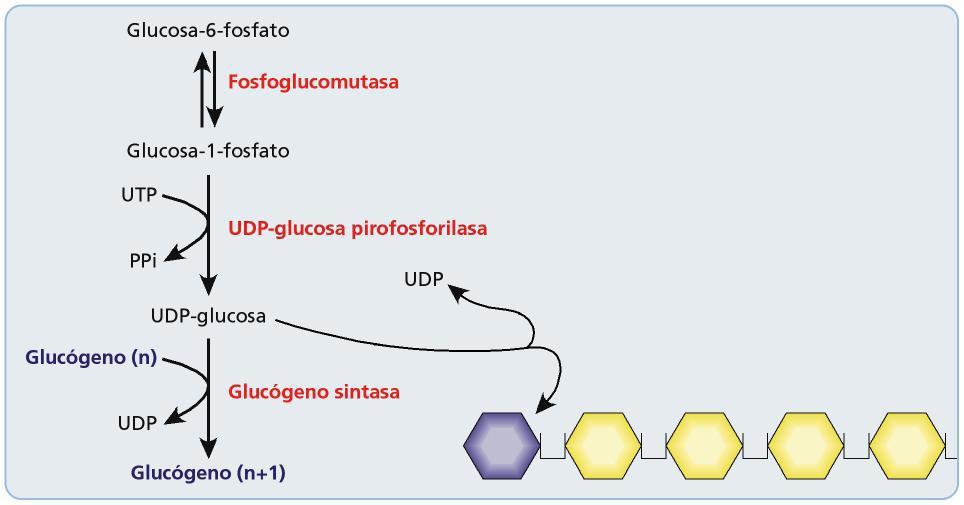 de la glucosa se necesita la participación del ribonucleótido UTP (uridín trifosfato) que activa las moléculas de glucosa permitiendo la formación de glucógeno.