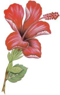 Malváceas Las malváceas son una gran familia de plantas, desde pequeñas y anuales, hasta árbol de gran porte; el color de sus flores puede variar desde el más hermosos rojo al blanco, pasando por