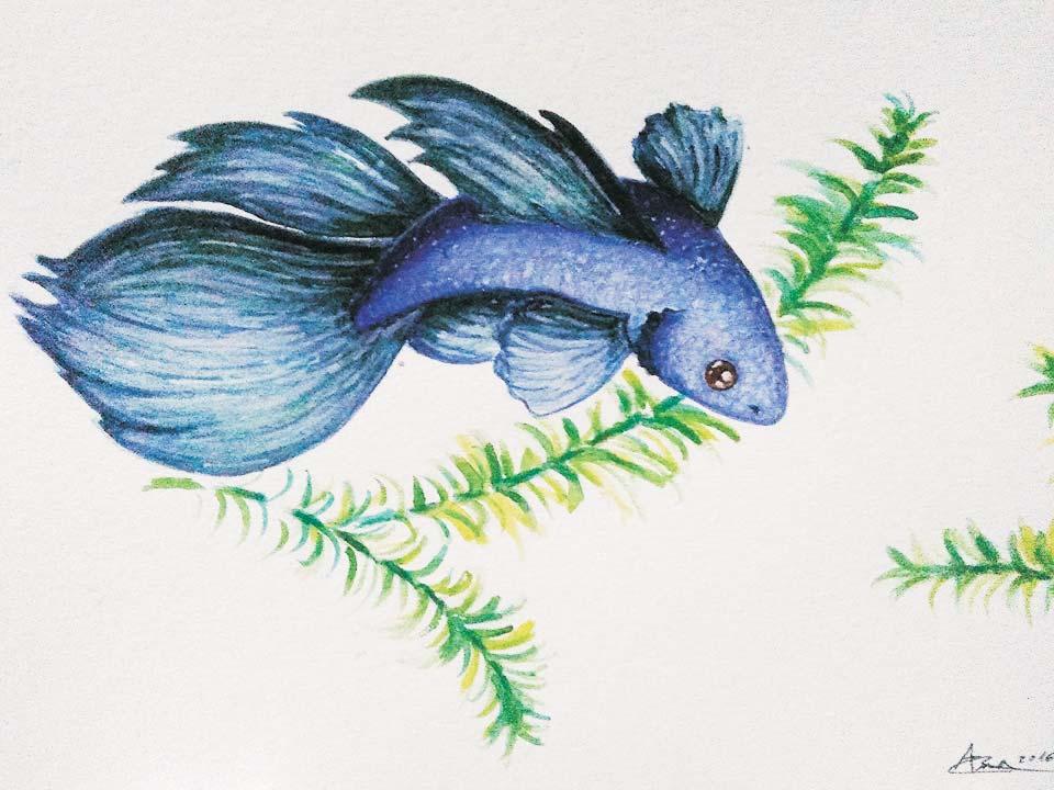 Pez betta azul nadando, los bettas son una de las especies de peces de agua dulce más bellas, no solamente