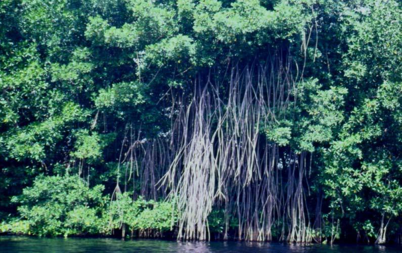 Riviera Maya (rías y cenotes) Los manglares alcanzan su